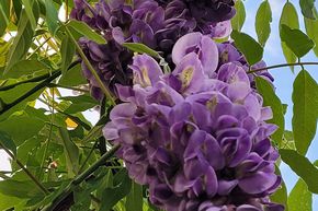 Amerikanischer Blauregen 'Longwood Purple'