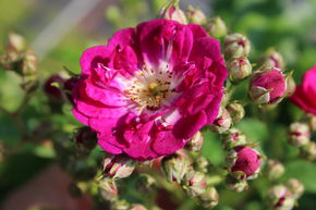 ADR-Ramblerrose 'Perennial Blue'