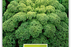 Federkohl grn halbhoher 'Kale'