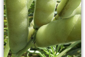 Ssslupine (Lupinus albus) Amiga