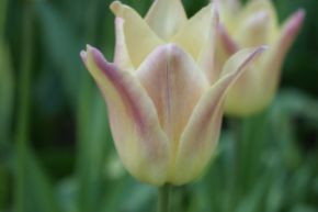 Lilienbltige Tulpe 'Elegant Lady'