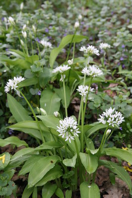 Brlauchpflanzen, Allium ursinum