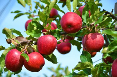 Ripe apples on the tree, apfelbaum pflanzen