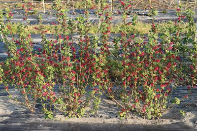 Blutjohannisbeeren (Ribes sanguineum) schneiden - so erhltst du die schnsten Blutjohannisbeerstrucher