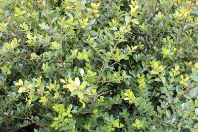 Ilex crenata Blätter: dunkelgrün, immergrün, japanische stechpalme