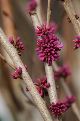 Chinesischer Judasbaum Cercis sinensis 'Avondale'