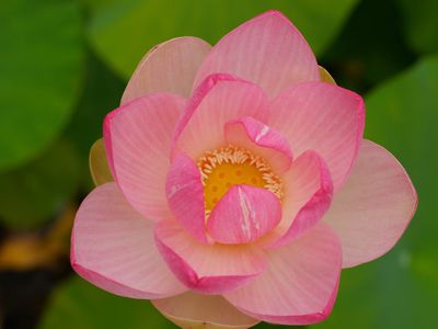 Wie ihr die Lotuspflanze pflanzen knnt