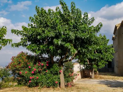Der Maulbeerbaum - leckere Frchte und mediterranes Flair