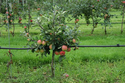 Zwerg-Apfelbaum pflanzen, pflegen und schneiden - die Lubera Anleitung fr Zwerg-Apfelbume und Zwerg-Birnbume