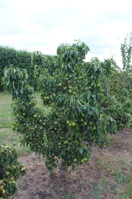 Mini-Birnbaum Pironi Nr. 1