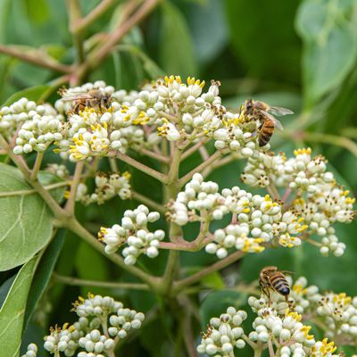 Tetradium daniellii Tausenbltenstrauch Honigesche Duftesche Bienenbaum - starke Pflanze im 5 Liter Topf
