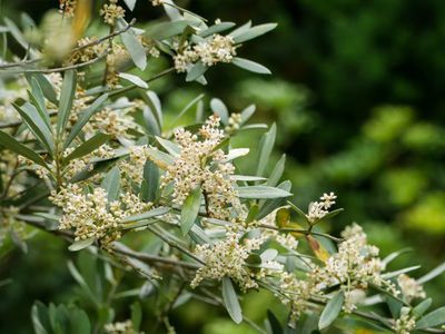 Olivenbaum schneiden - Verjngungsschnitt fr kahle Kronen