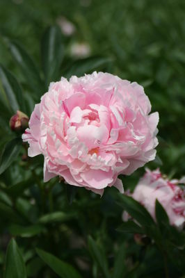 Paeonia x lactiflora 'Sarah Bernhardt'