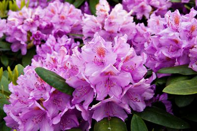 Rhododendron d&uuml;ngen &ndash; wann, wie und womit wird es gemacht?