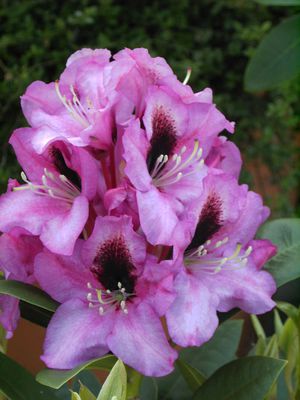 Rhododendron Hybride 'Kokardia'