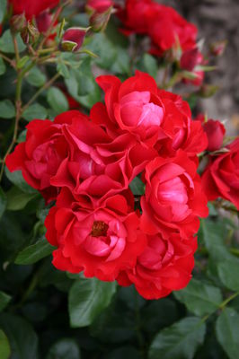 Black Forest Rose (im grossen Container)