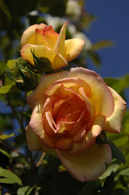 Rose 'Parure d'Or'