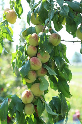 Aromapfirsich Veroma Pico (Prunus mira-Hybride)