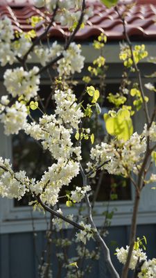 Chinesischer Judasbaum 'Shirobana', Cercis chinensis 'Shirobana'