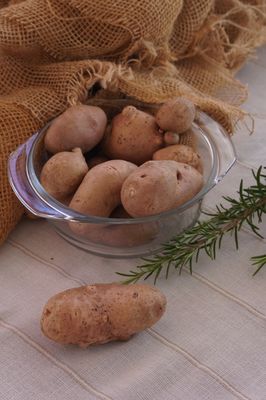 Kartoffel Revoluzzer 'Bravera', Solanum tuberosum