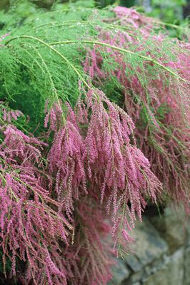 Kaspische Tamariske 'Pink Cascade' Tamarix ramosissima 'Pink Cascade'