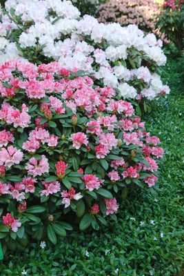 Rhododendron yakushimanum 'Frhlingsanfang' INKARHO 