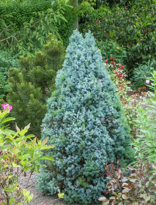 Zuckerhutfichte 'Blue Wonder' Picea glauca 'Blue Wonder'