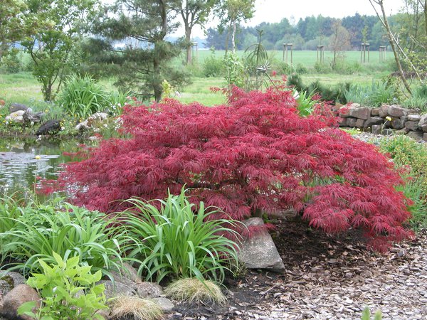 Acer palmatum 'Dissectum Garnet'