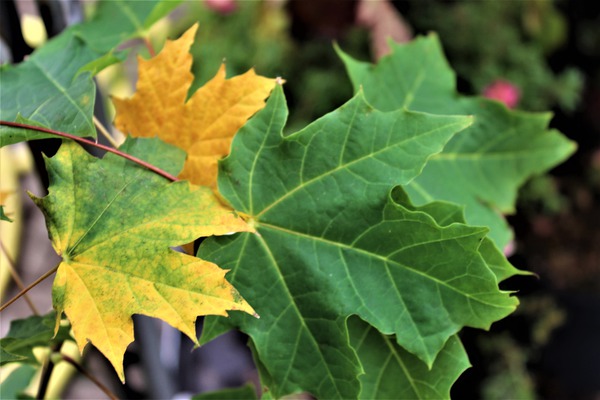 Acer platanoides Bltter im Herbst