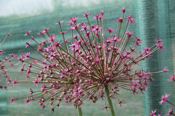 Grossbltiger Zierlauch 'Toabago' (Allium 'Toabago')