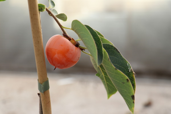 Kakibaum pflanzen pflegen schneiden Lubera Kulturanleitung Kaki Fruithunters Prairie Dawn am Baum