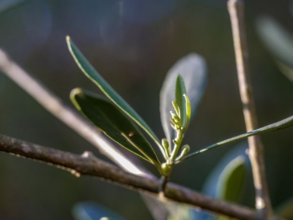 Olivenbumchen schneiden: der Verjngungsschnitt erklrt