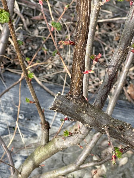 Blutjohannisbeeren schneiden, Ribes sanguineum, Lubera