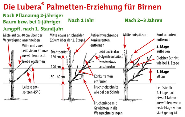 Birnbaum pflanzen, pflegen und schneiden, Palmetten-Erziehung Lubera