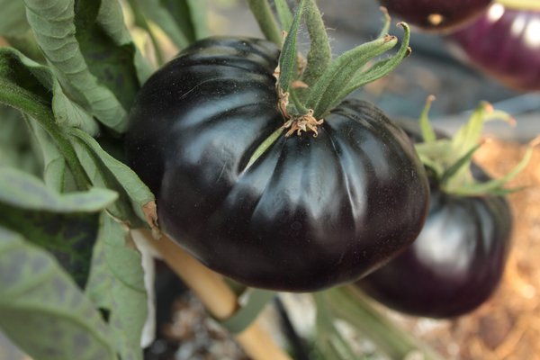 Heirloom Tomate 'Black Beauty' (Solanum lycopersicum)