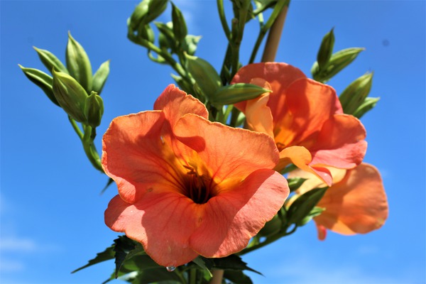 Chinesische Trompetenblume mit grossen Blten in Orange