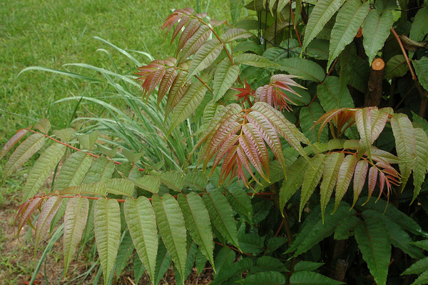 Gemsebaum - Toona sinensis