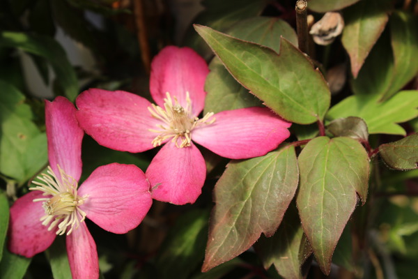 Clematis blht in rosa