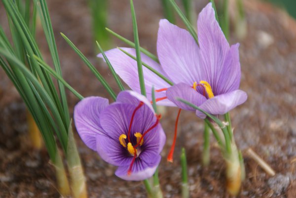 Safran anbauen Crocus sativus Safran Krokus Lubera