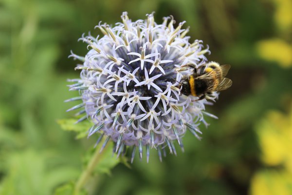 Blte und Pollensammler