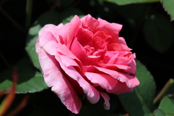 Rose Elbflorenz Bltendetail
