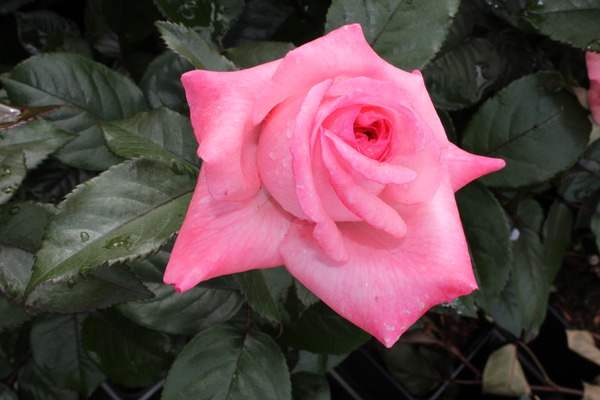Rose Fragonard Blte