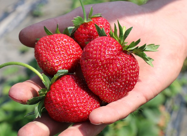 Erdbeere Frutium Bonneure Frchte in der Hand, Pflanzenzchtung