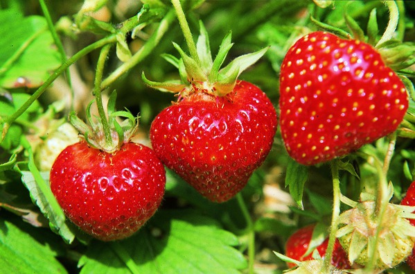 Erdbeeren Wdenswil 6