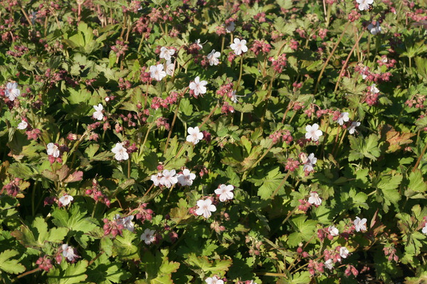 Permakultur, Pflanzbeet Essbares unter dem lweidendach, Geranium Spessart, Balkan-Storchschnabel, Lubera