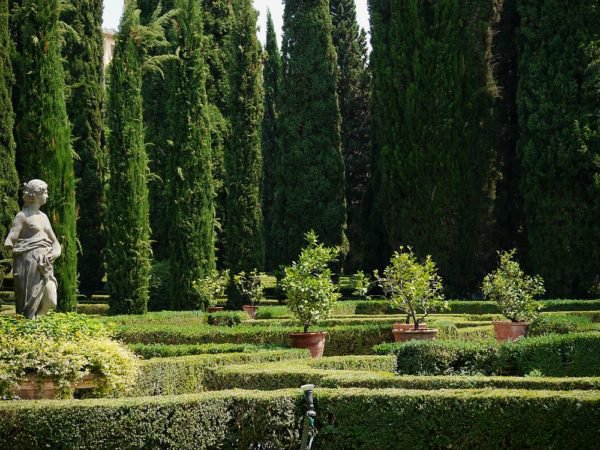 Zitronenbaum schneiden: Gut proportionierte Zitronen passen gut in den Renaissance  Garten