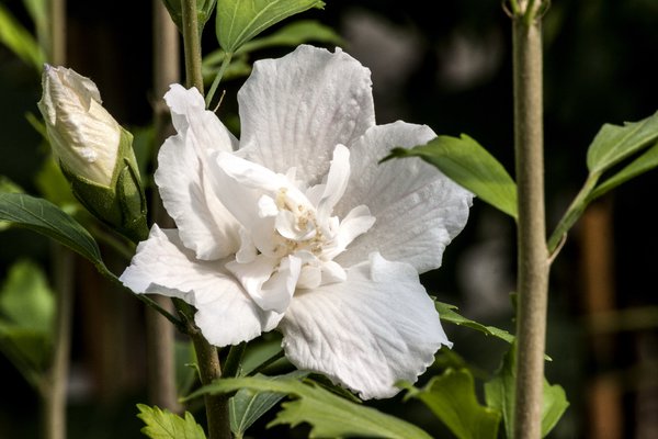 Hibiskus, Eibisch 'Flower Tower White' (Hibiscus syriacus 'Flower Tower White')