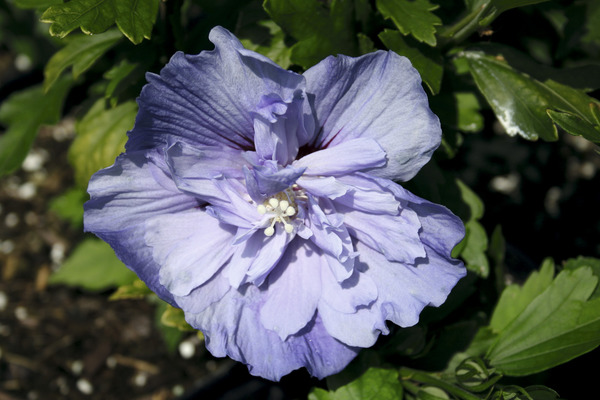 Hibiskus, Eibisch 'Blue Chiffon' (Hibiscus syriacus 'Blue Chiffon')
