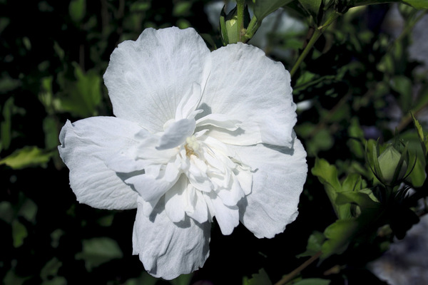 Hibiskus, Eibisch 'White Chiffon' (Hibiscus syriacus 'White Chiffon')