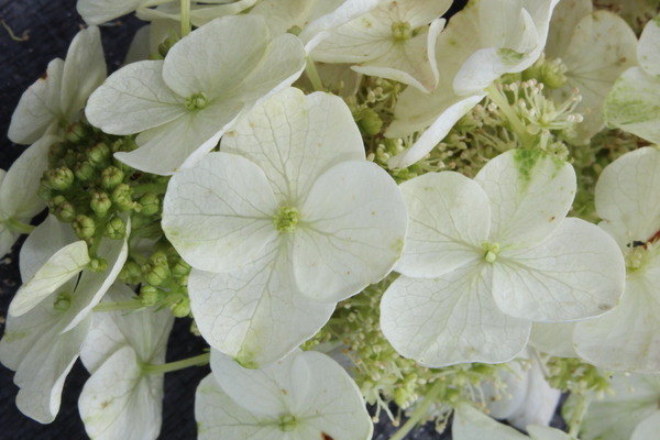 Hydrangea quercifolia Ice Crystal cremeweisse Blte